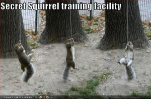 funny squirrel pictures with captions, funny squirrel Images with ...