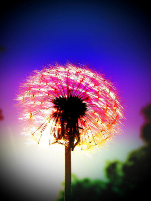 Dandelion Fireworks-PHOTO 183-The halfway mark by Louise Docker
