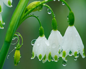 ... 1280x1024 Rain, Flowers, Garden, Spring, Raindrops, Snowdrops