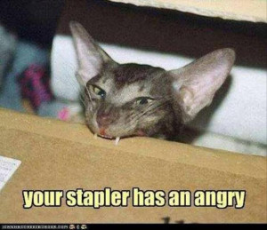 Really Funny Angry Cats Angry cat meme.