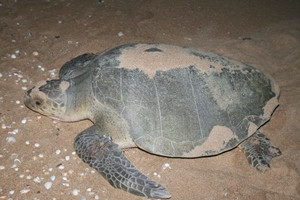 Olive Ridley Turtle, Lepidochelys olivacea .