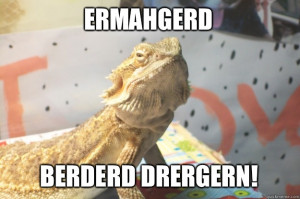 Bearded Dragon Blames You - ERMAHGERD BERDERD DRERGERN