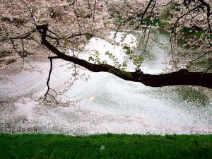 Cherry Blossoms Photos