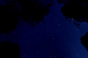 Forest Night Sky Spruce