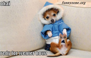 ... cold funny cats funny picture for people with cold funny picture baby