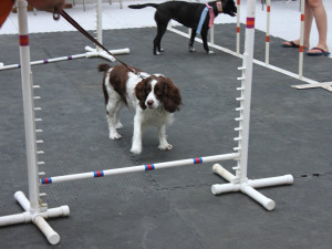 Dolly the Springer Spaniel approached the bar with much trepidation