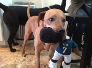 Michael Vick Chew Toy Is Pit Bull's Favorite, Because Karma (VIDEO)