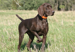 Nice example of a German Shorthaired Pointer (GSP). Quite often seen ...