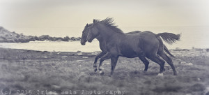 horses running in field connemara pony irish ireland march 2015
