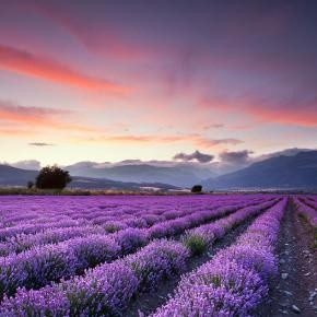lavender fields...