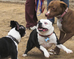 Ask Polly: I Am Obsessed With My Boyfriend's Evil Ex-Girlfriend--And ...