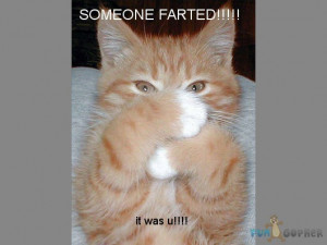 Funny Cat Pictures With Captions I Farted Funny kittens