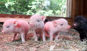 pig piglet pigs baby pig piglets farm animals barn animals