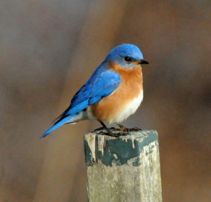Eastern Bluebird Landing
