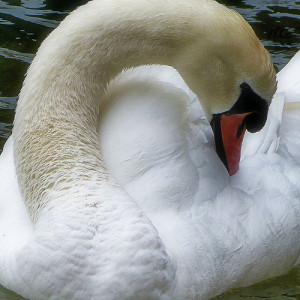 Presumptuous Guests -- Tom Chambers