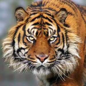 Facts and Information about Sumatran Tiger. Sumatran Tiger Description ...