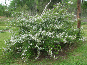 wild blackberry bushes