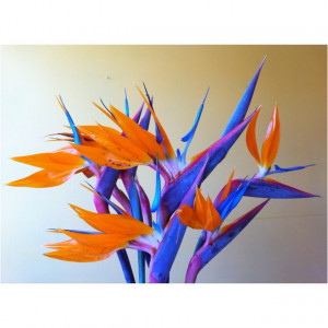 Birds of paradise the most beautiful and strangest of all flowers ...