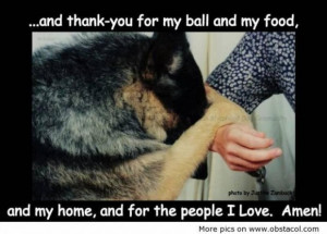 Dog love quotes and sayings
