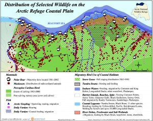 Anwr Loon Alaska Travel Photos