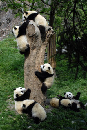 Pandas Pandas! :D