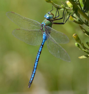 the emperor dragonfly is one of the largest dragonflies in