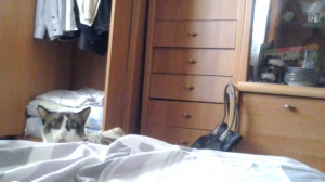 Surprised-Cat-Peeking-Over-Bed-640x360.jpg