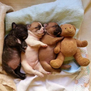 Snuggle Puppies