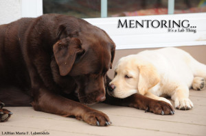 It's a Lab Thing yellow Chocolate Labradors Mentoring