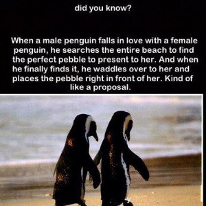 Do male penguins search for pebbles to present to female penguins?