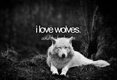 Grey Wolves Series