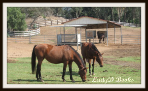 Flicka Quotes My friend flicka