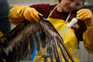 holds the wing of an oiled pelican impacted from the deepwater