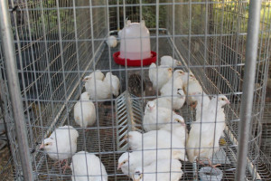 Quail Cages and Pens Plans