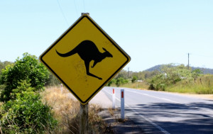 Kangaroo Crossing Nsw Australia Photo Credit