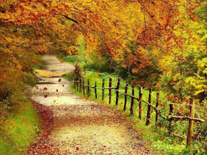 Beautiful Autumn Scenery Wallpapers