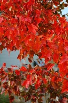 Fall Trees with Red Leaves