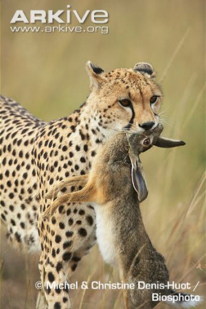 Cheetahs Acinonyx Are Highly Endangered And All Wild Today