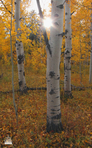 The golden light of an aspen grove speaks of the nobility and ...