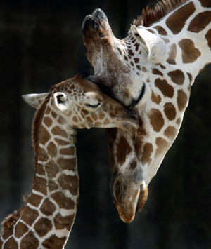 ACAD Mother’s Day Post 5: Giraffe Baby with Mother