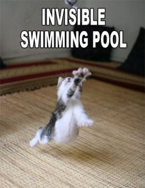 007894 funny animal sayings wallpaper cat invisible swimming pool.jpg ...