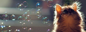 cat-with-bubbles-fb-cover