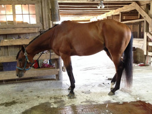 Discuss Show Name Needed. OTTB. Yada Yada. Help? lol. at the Horse ...