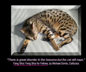 ... is Great Disorder in the heavens but the cat still naps – Cat Quote