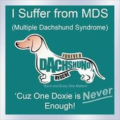 Dachsie Sayings/Quotes