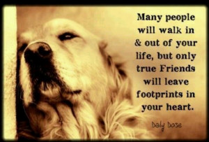 Dogs, A True Friend, Indeed!