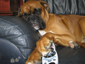 boxer dog sofa tv controller funny
