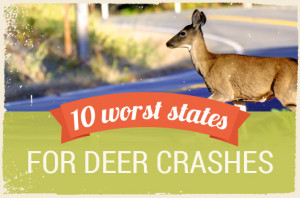 10 worst states for deer crashes | © JamesChen/Shutterstock.com