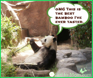 funny-wallpapers-funny-panda-pictures-wallpaper-34878.jpg