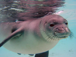 ... to the Hawaiian monk seal—now our official state mammal